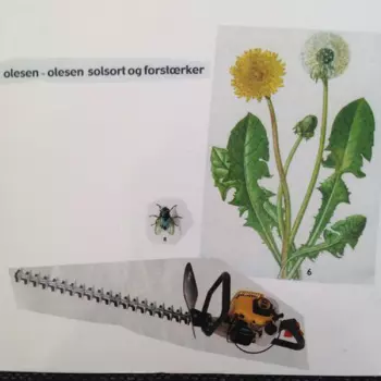 Olesen-Olesen: Solsort Og Forstærker