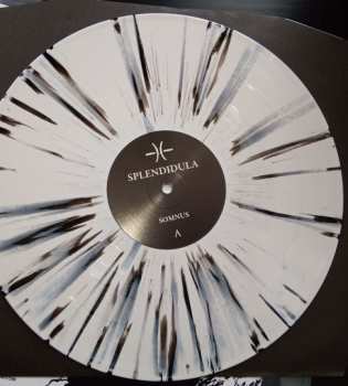 LP Splendidula: Somnus LTD | CLR