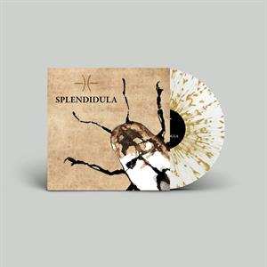 LP Splendidula: Splendidula CLR | LTD