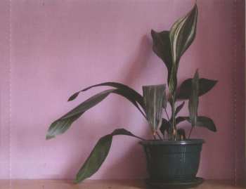 CD Stuart A. Staples: Lucky Dog Recordings 03-04