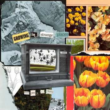 Album Thank You, I'm Sorry: Growing in Strange Places