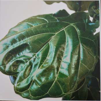 LP The Jungle Giants: Quiet Ferocity LTD | CLR