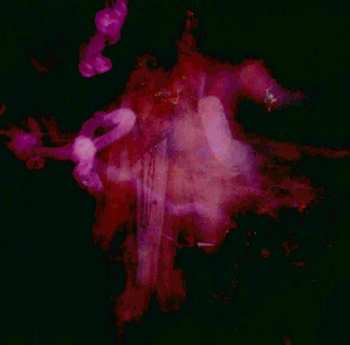 Album The Legendary Pink Dots: Farewell, Milky Way