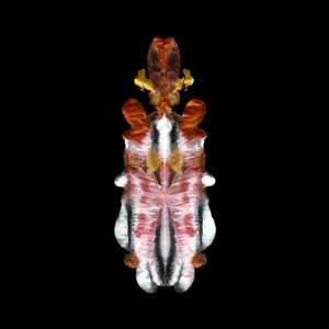 LP Scraps Of Tape: The Will To Burn