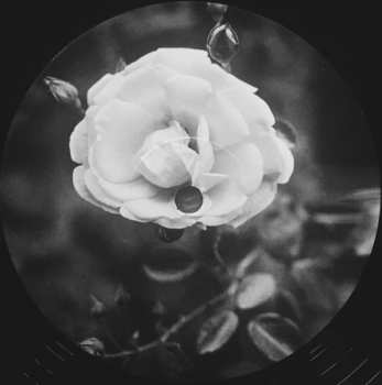 LP Thelema: Growing