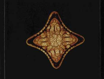 CD Vibrion: Bacterya