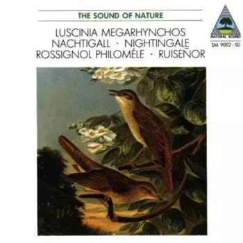 Luscinia Megarhynchos • Nachtigall • Nightingale • Rossignol Philomèle • Ruiseñor