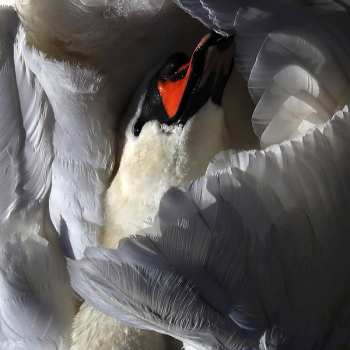 Album Wild Terrier Orchestra: Even The Chimera