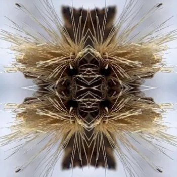 Sutra