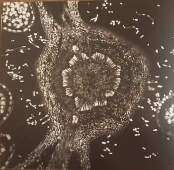 2LP Zu: Terminalia Amazonia LTD | CLR